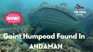 A Giant Humphead Wrasse Found In Andaman Sea 🐠🐟 [upl. by Aekin]