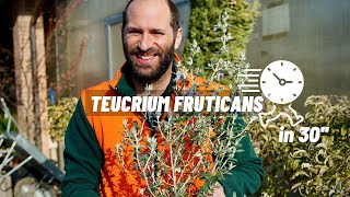 Come si cura il Teucrium Fruticans o Camedrio in 30 secondi [upl. by Ansley]