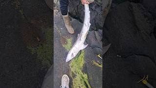 Tope fishing Scotland fishing seafishing fyp scotland [upl. by Reppep]