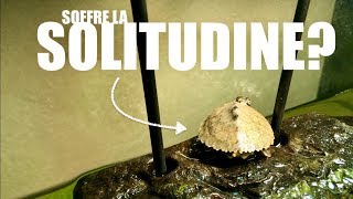 Le TARTARUGHE dAcqua Dolce soffrono la SOLITUDINE [upl. by Noiram]