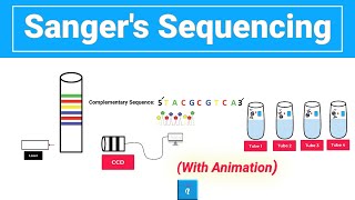 Sanger sequencing with animation [upl. by Shererd34]