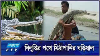 বিরল প্রজাতির মিঠাপানির শান্ত প্রকৃতির ঘড়িয়াল  ETV Lifestyle [upl. by Lehte]