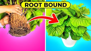 WHEN To repot ROOT BOUND plants REPOTTING Calathea Orbifolia [upl. by Anahgem]