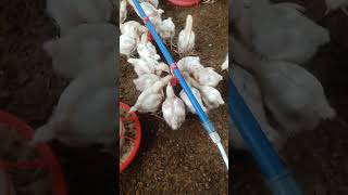 Vaccinating Broilers with Gumboro sidehustleideas agribusiness poultrytips [upl. by Vijar]