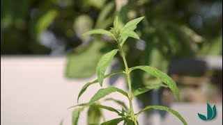 Cultiver la verveine citronnelle une plante aromatique pour recettes salées et sucrées  Truffaut [upl. by Rahel]