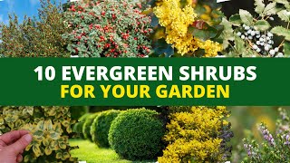 10 Evergreen Shrubs and Bushes for Your Garden 🪴 [upl. by Nnairek]