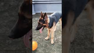 Tyson Da Sheru  GSD Short Coat doglover germanshepherd thebanjaaraboy funnyanimal Oct 09 2024 [upl. by Eillac]