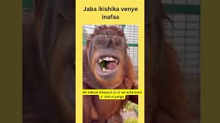 kajaba kameshika funny viralshortvideo animalshorts [upl. by Retepnhoj]