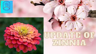 Zinnia flowers up Date Zinnia Pinching cutting [upl. by Anoblav]