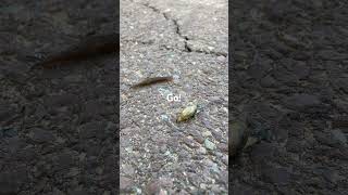 Slug vs snail 🐌 race nature getoutside race snail slugs heartbeat gold streetrace 321 [upl. by Latisha]