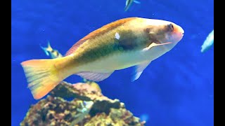 イチモンジブダイ Forstens parrotfish Scarus forsteni [upl. by Afinom675]