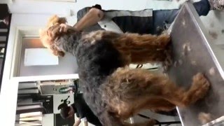 Airedale Terrier stripping and grooming Napoli e provincia [upl. by Asaret]