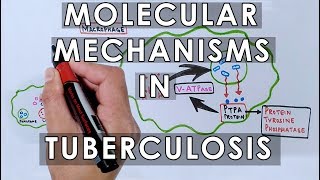 Molecular Mechanisms in Tuberculosis [upl. by Yvonner]