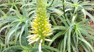 Aloe arborescens Mill  Yellow Flower  High Definition Video 05 [upl. by Akehs]