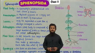 Sphenopsida  structure and characteristics of sphenopsida [upl. by Calli]