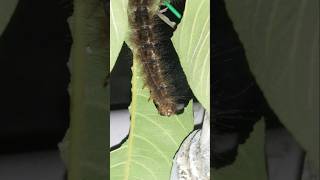 Caterpillar cutting leaf youtubeshorts caterpillar larva insects insect shorts sting venom [upl. by Kasey]