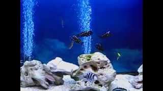 Aquarium life Part 14  Duboisi  frontosa leleupileptosomabrichardi African cichlid care [upl. by Niatirb371]