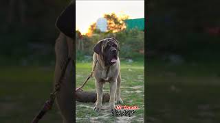 Mr Corado  English Mastiff rahulpets love shortsfeed pets mastiff englishmastiffs [upl. by Eat]