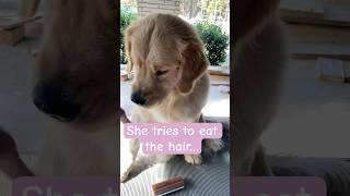 GROOMING TRANSFORMATION of a goldenretriever 💪🏻🐶 satisfyingvideo doglovers dogvideos clean [upl. by Dominy]