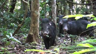 Whitelipped Peccary Tayassu pecari Link 1795 [upl. by Zeret]