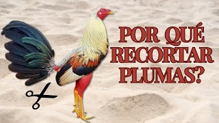 Técnicas y Beneficios de Recortar las Plumas en Gallos Finos [upl. by Alimak]