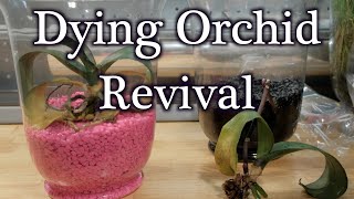 How To Revive Dying Dehydrated Orchids Without Moss [upl. by Bert]