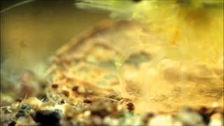 the very small yellow shrimp catches a microworm [upl. by Dubois]