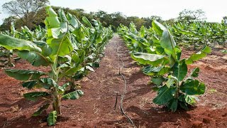 Como plantar mudas de Bananeiras passo a passobananeira [upl. by Margarette]