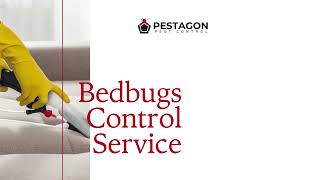 Bedbugs Control Brampton  Mississauga  Toronto And Adjacent Areas [upl. by Araid]