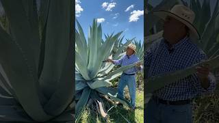 Amazing Uses of the Agave Plant：Beyond Tequila funfacts [upl. by Francois]