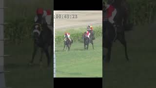 No Cheeting Guess who well win the race coments  2024 horseracing racing lrchorserace sports [upl. by Asert820]