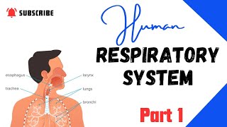 Human Respiratory System🫁 Structure amp Function Organs of Respiratory system  Anatomy amp Physio [upl. by Kaitlin]