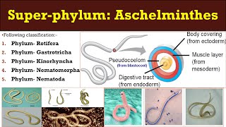 Aschelminthes  Super phylum  Aschelminthes  General characters and classification Aschelminthes [upl. by Nadine]