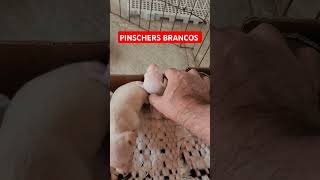 PINSCHERS BRANCOS 221124 [upl. by Arni]