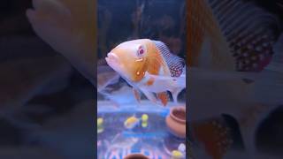 My Fish Tank 🐠🐟acquarium aquariumfish fishingvideo fish shorts short shortvideo [upl. by Humfrid387]