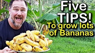 5 Tips How to Grow a Ton of Bananas in the Backyard [upl. by Novick728]