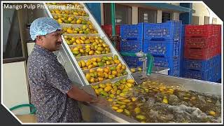 Mango Ripening amp Processing Plant in GujaratKodinar [upl. by Nimref]