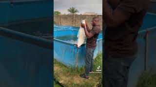 Feeding routine for catfish farm catfishfarming fyp [upl. by Catton]