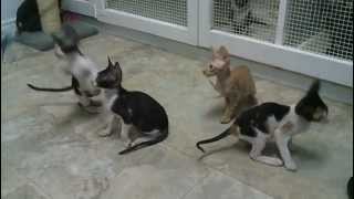 Cornish Rex kittens at the breeder [upl. by Gnep]