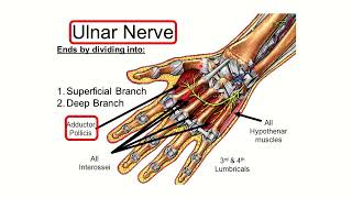 froment test muscle and nerve involvem MRCS question solve CRACK MRCS [upl. by Zorine]