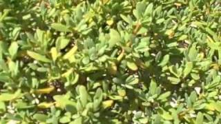 EatTheWeeds Episode 81 Sea Purslane [upl. by Atiuqahs499]