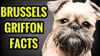 Brussels Griffon Facts  Top 13 Facts You Must Know [upl. by Frierson60]