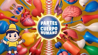 TEMA🔬🧠 ¡Descubre las partes del cuerpo humano 🦵👂 [upl. by Acinoreb]