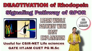 DEACTIVATION OF RHODOPSIN VISION SIGNALING PATHWAY OF GPCR  MSc Classes  Cell Signaling [upl. by Eidoc]