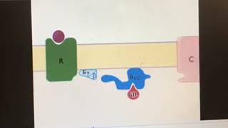 Cours Modes d’action des hormones peptidiques  Physiologie Animale SVI S4 [upl. by Elamrej843]