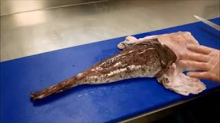 How to prepare Monkfish [upl. by Linis353]