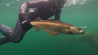 Spearfishing Large Pollock [upl. by Darrey]