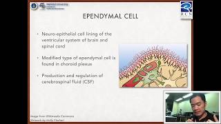 Foundation of Neuroscience  22 Neuroglial cells [upl. by Weywadt]