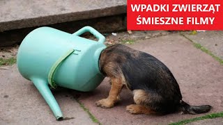 ŚMIESZNE WPADKI i WYPADKI ZWIERZĄT 2  Komiczne Filmiki  KLUB ŚMIESZNYCH ZWIERZĄT [upl. by Orimisac]