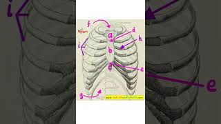 Anatomy Lesson  Thoracic Wall Rib Cage  Anterior View [upl. by Nnalyrehs226]